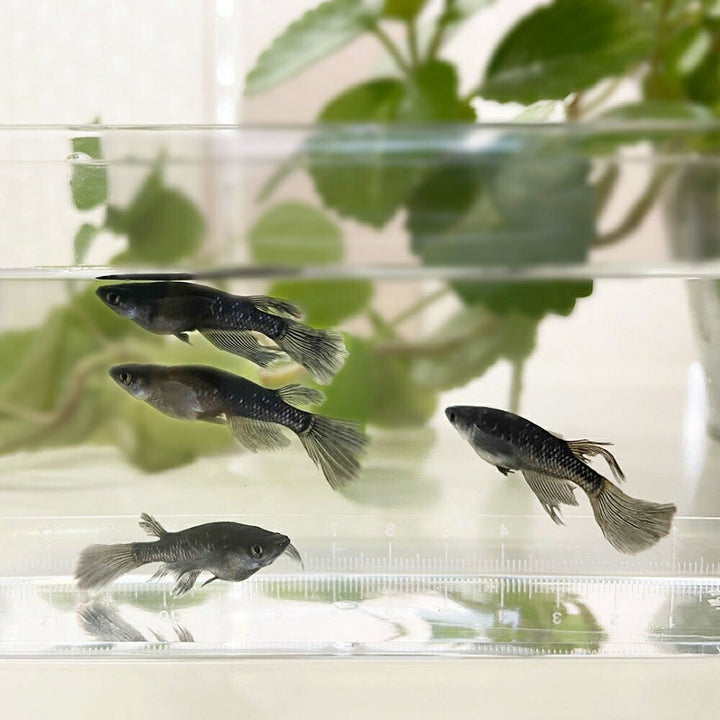 メダカ | ブラックダイヤロングフィンメダカ成魚セット - 松井ヒレ長×オロチラメ2ペア+保証1匹