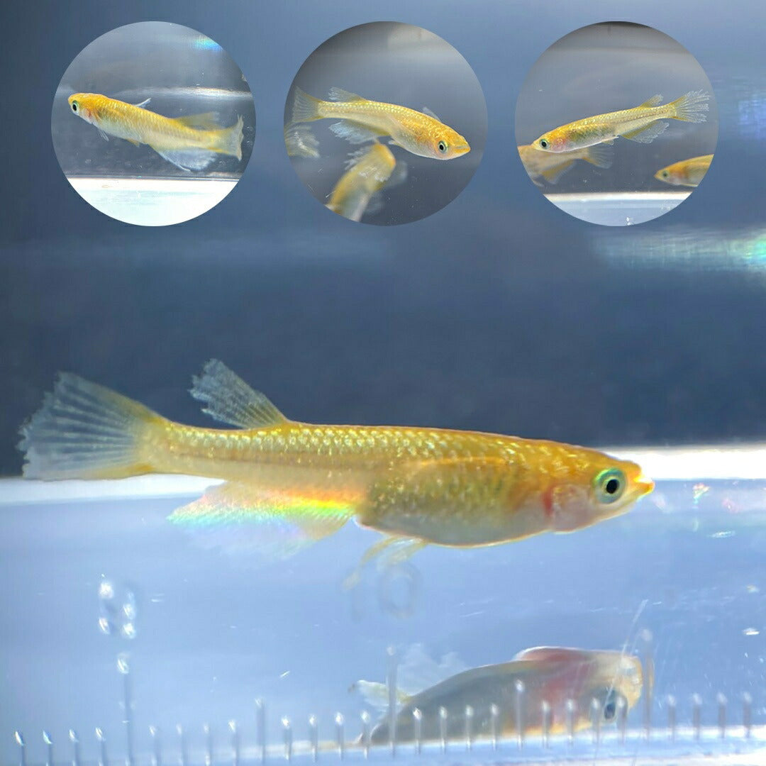 メダカ | レクリスメダカ成魚ペアセット - 産卵サイズ2ペア+保証付き