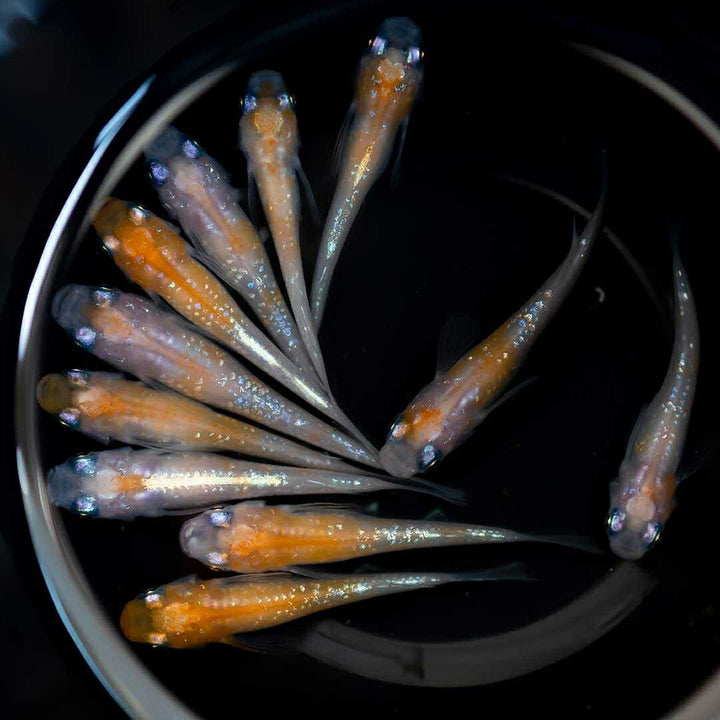 メダカ | 凛華紅白ラメメダカ 成魚ペア+保証付き - アクアリウム用品