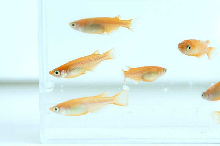 メダカ | 楊貴妃メダカ成魚ペア4+2保証 - アクアリウム用厳選種