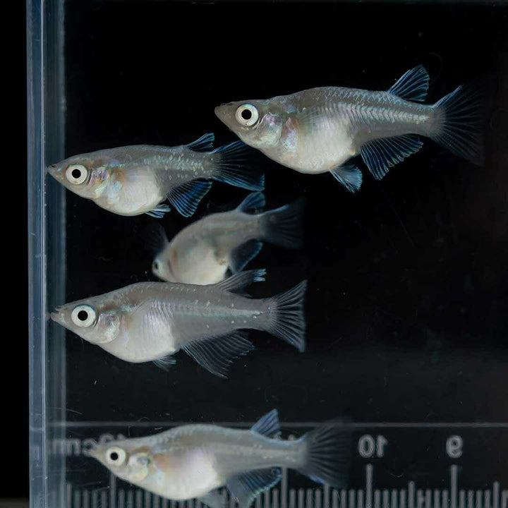 メダカ | 幹之ダルマメダカ成魚ペア - 種親クラスの美しい観賞用
