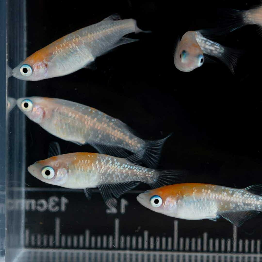 メダカ | 凛華紅白ラメメダカ 2ペア成魚セット +保証付き