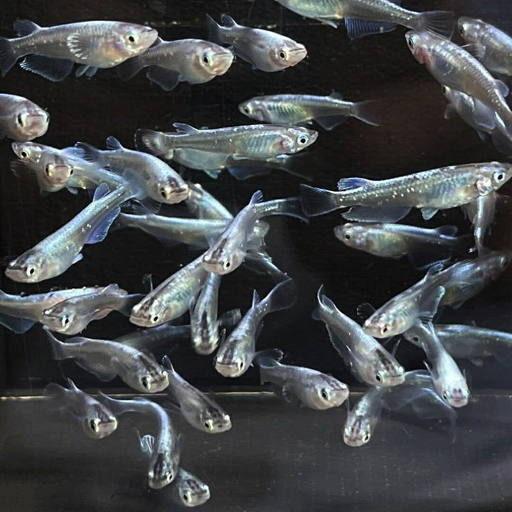 メダカ | 極龍メダカ成魚ペアセット - 産卵サイズ・ヒレ長・メタリック
