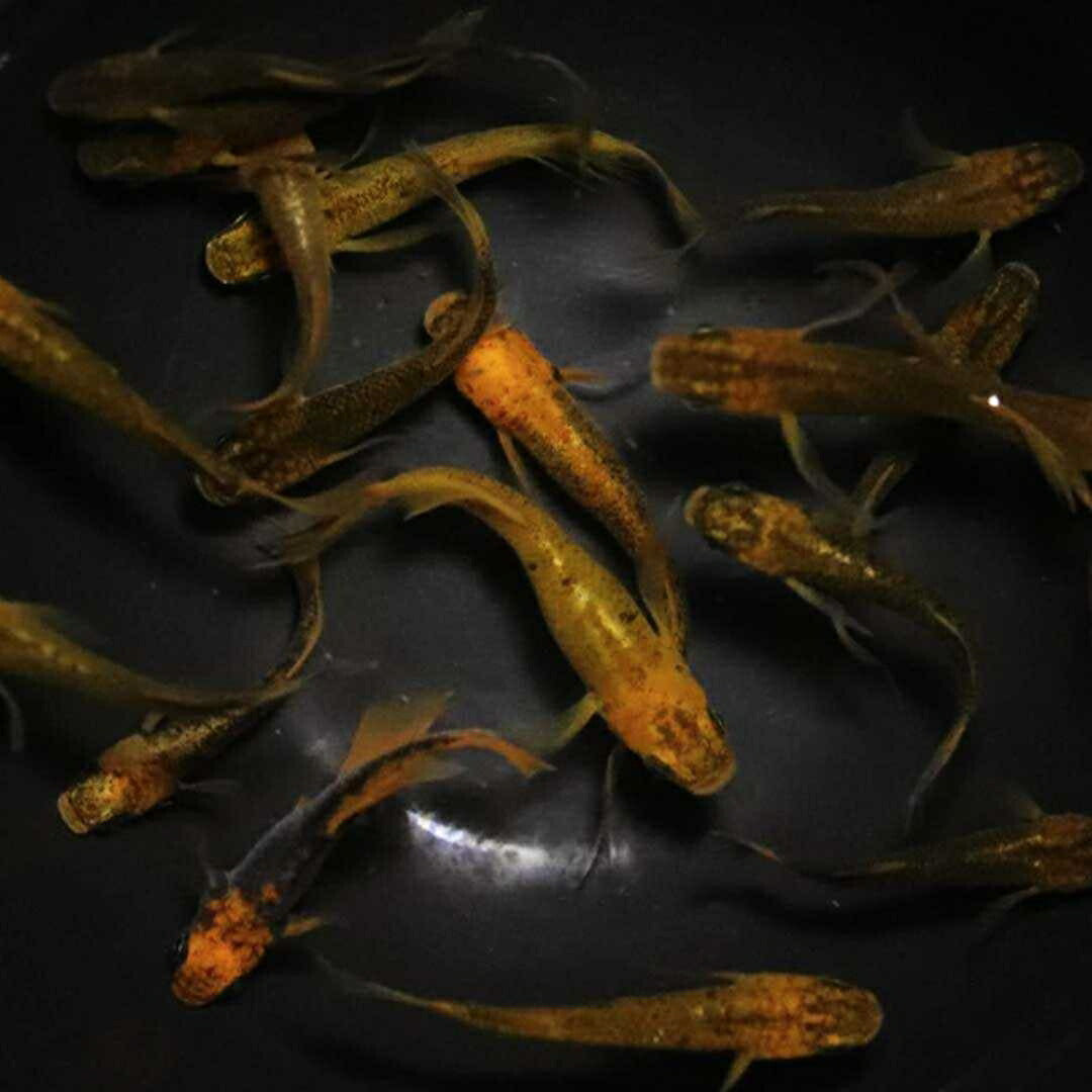 メダカ | 竜章鳳姿メダカ 成魚ペアセット + 保証付き