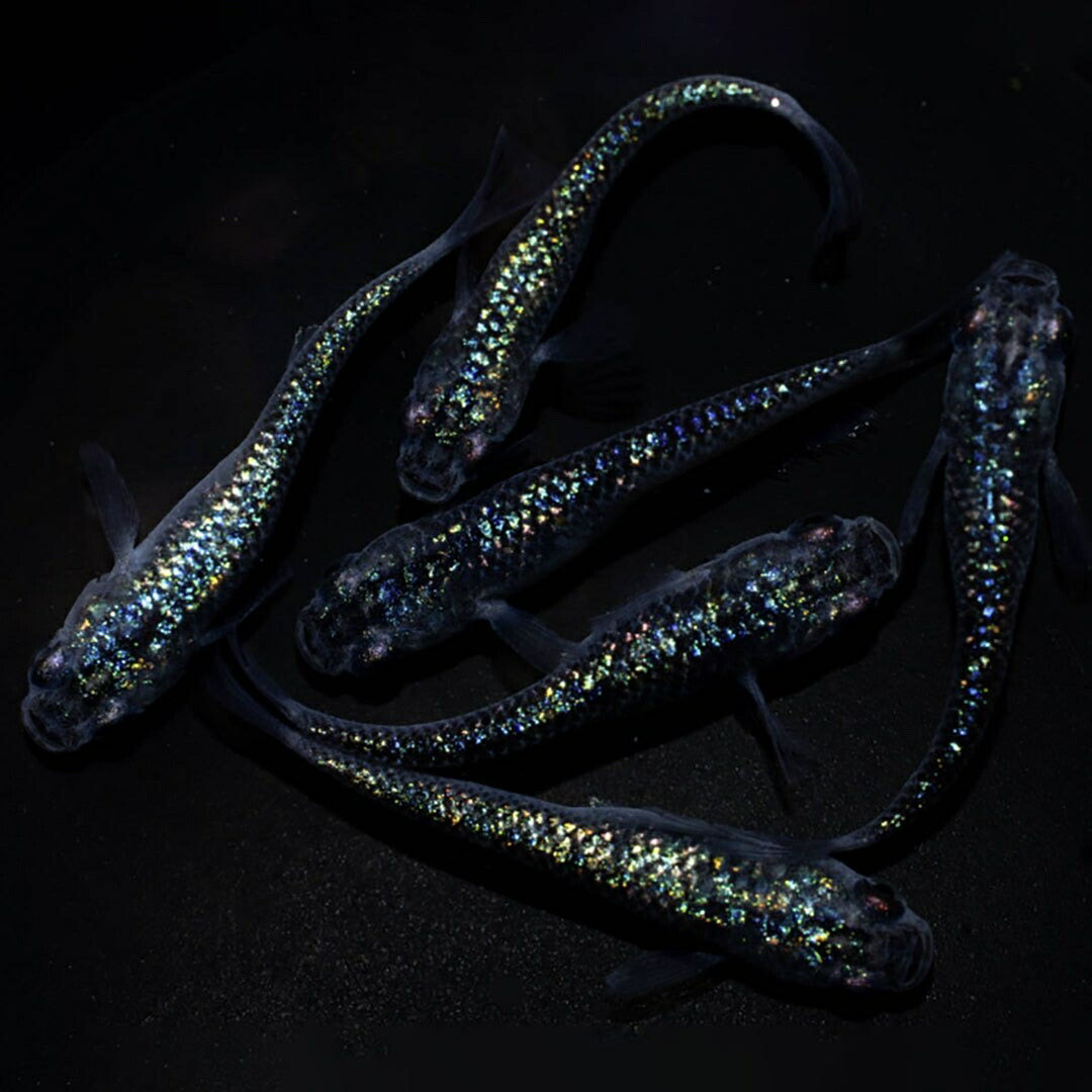 メダカ | サファイアメダカ成魚ペア【背びれなし】+保証付き