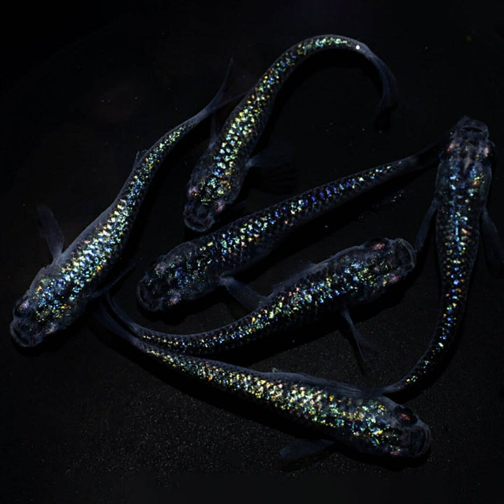 メダカ | サファイアメダカ成魚ペア【背びれなし】+保証付き
