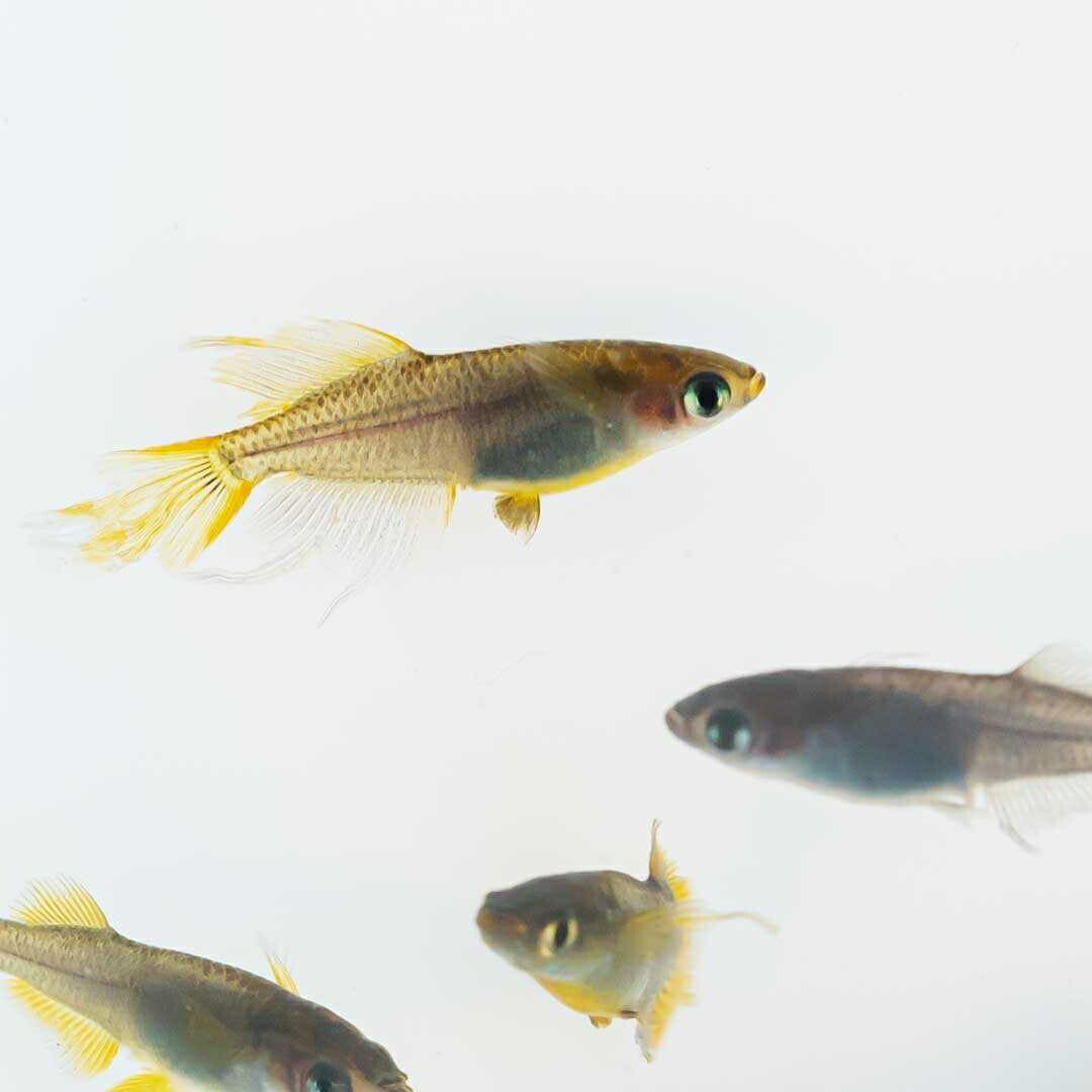 メダカ | ブラックスワローヒカリメダカ 卵 15個セット（おまけ付き）- アクアリウム用安心飼育キット