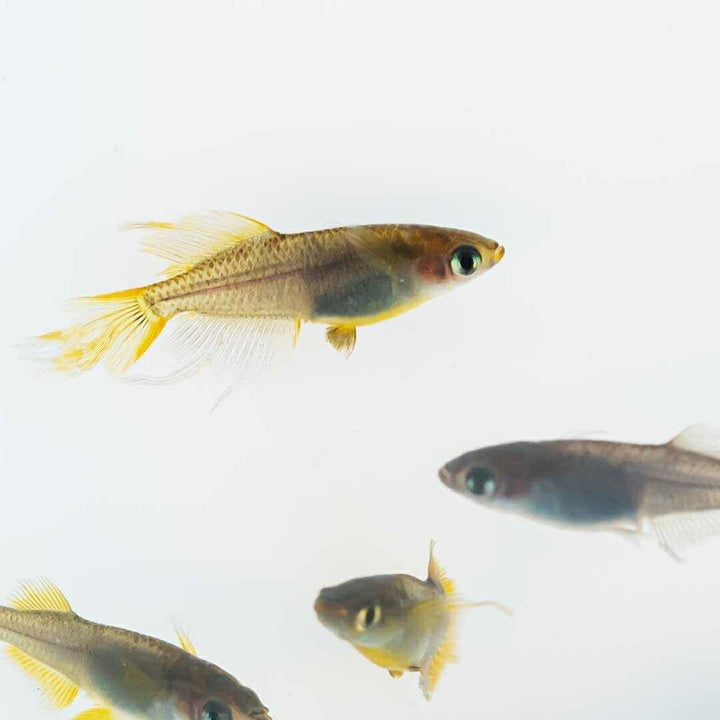 メダカ | ブラックスワローヒカリメダカ 卵 15個セット（おまけ付き）- アクアリウム用安心飼育キット