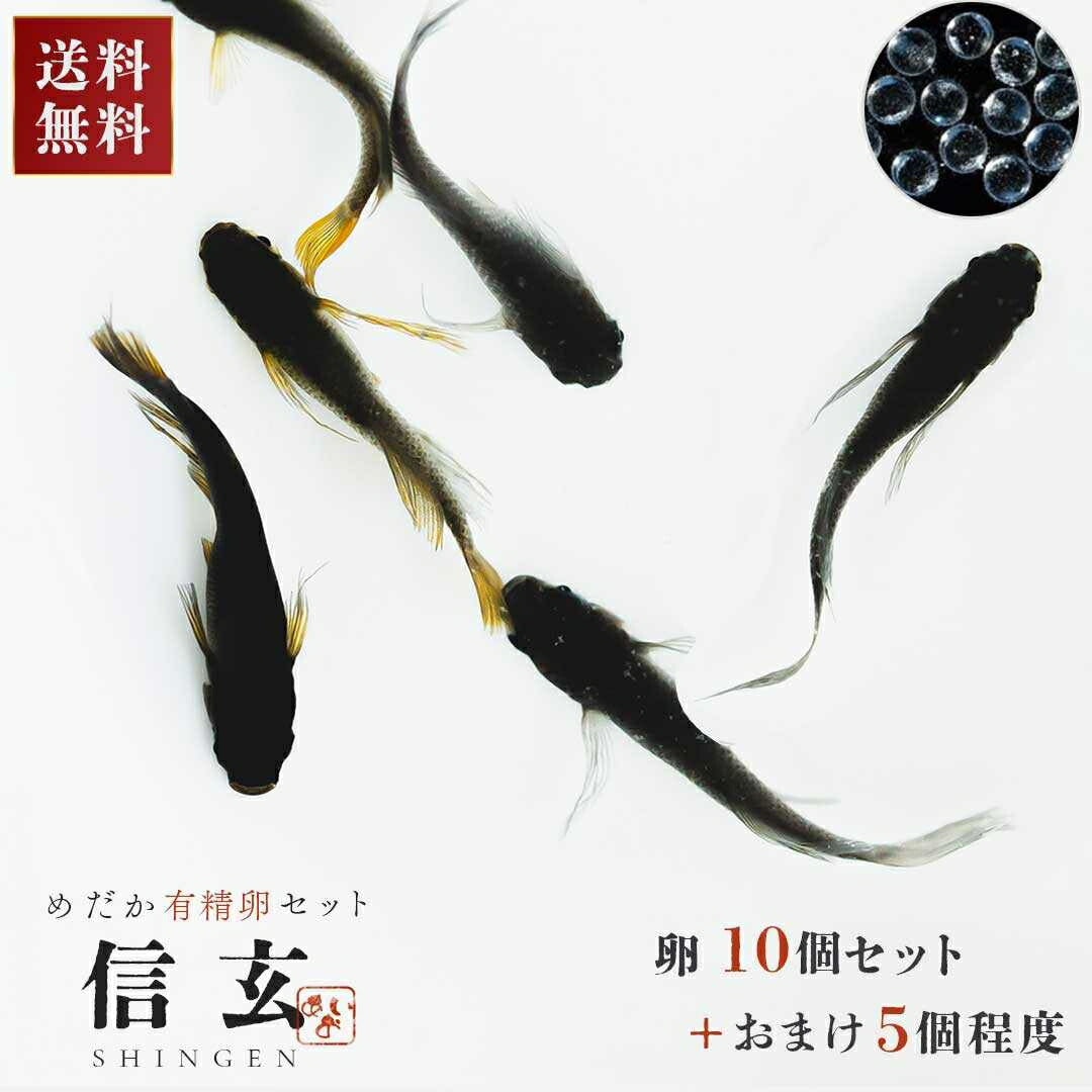 メダカ | ブラックスワローヒカリメダカ 卵 15個セット（おまけ付き）- アクアリウム用安心飼育キット