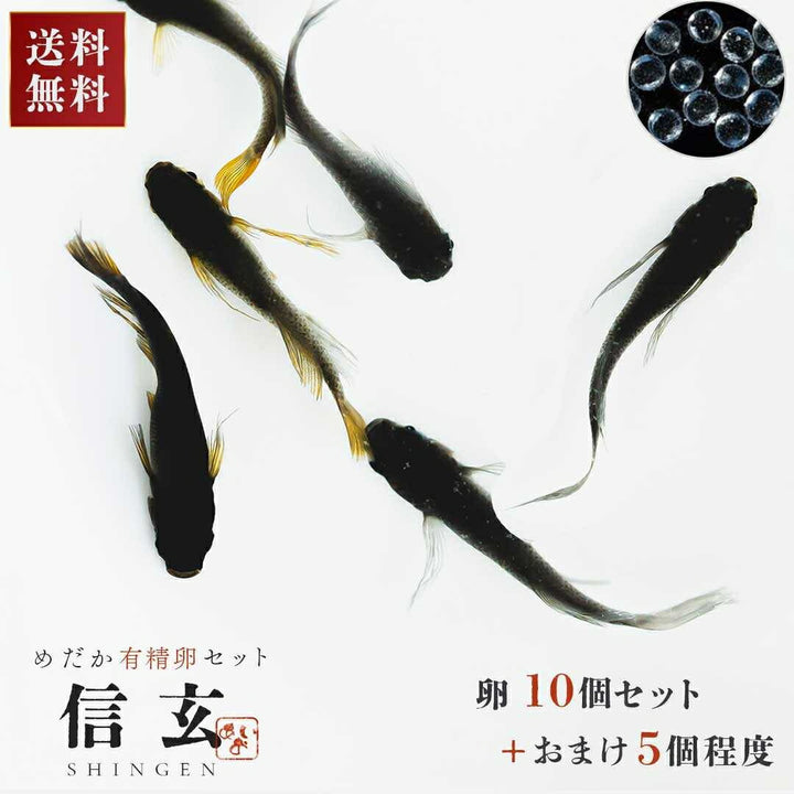 メダカ | ブラックスワローヒカリメダカ 卵 15個セット（おまけ付き）- アクアリウム用安心飼育キット