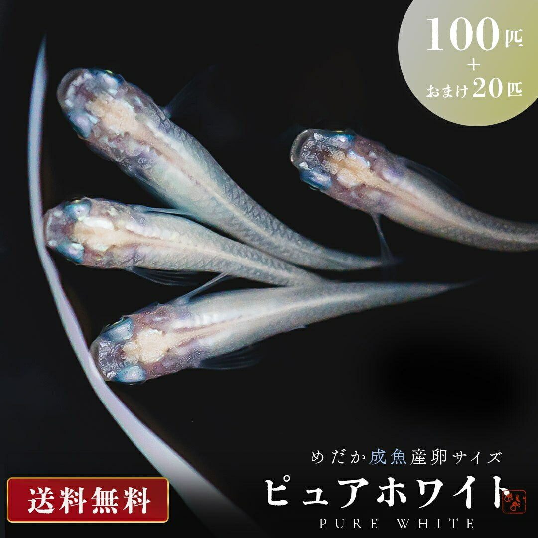 メダカ | ピュアホワイトメダカ 成魚産卵サイズ 120匹セット（保証付き）