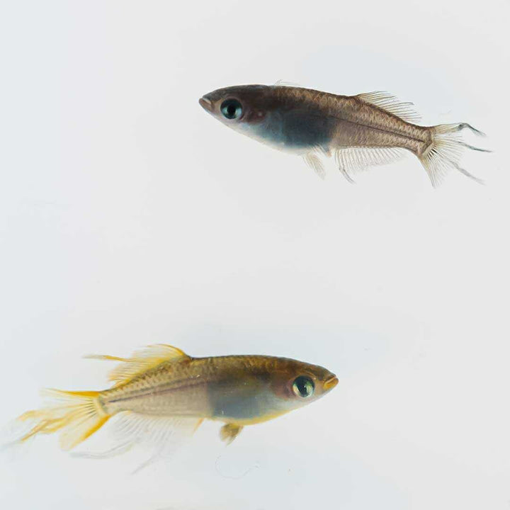メダカ | 信玄ブラックスワローヒカリメダカ 4ペア成魚セット 泳ぐ宝石