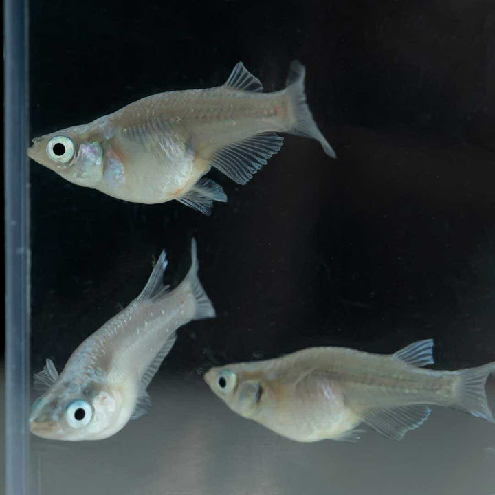 メダカ | 幹之ダルマメダカ成魚ペア - 種親クラスの美しい観賞用