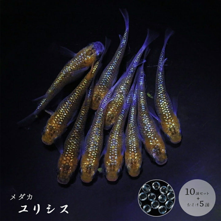 メダカ | ユリシスメダカ稚魚10+5個セット アクアリウム用厳選種