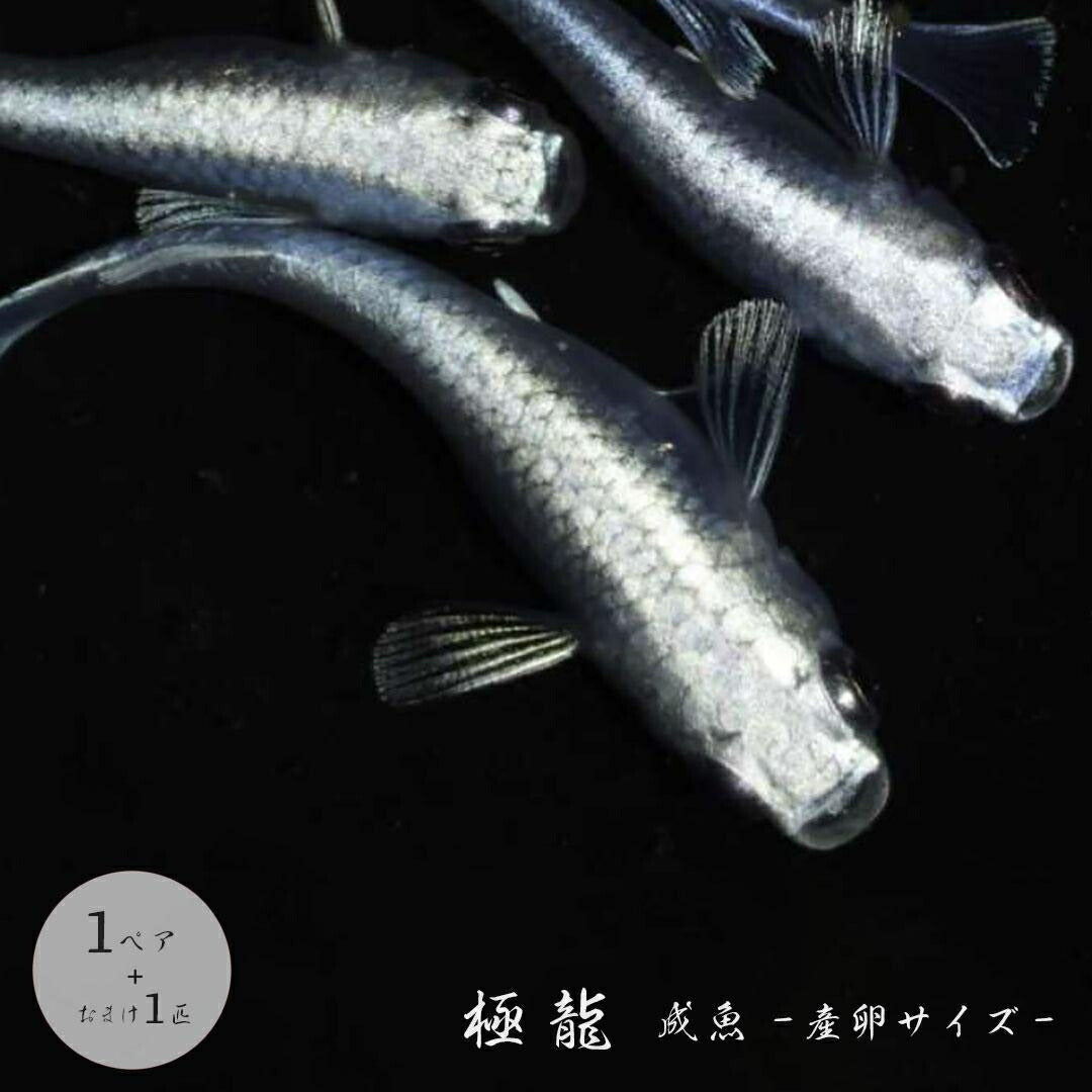 メダカ | 極龍メダカ成魚セット - 産卵サイズ1ペア+保証付き