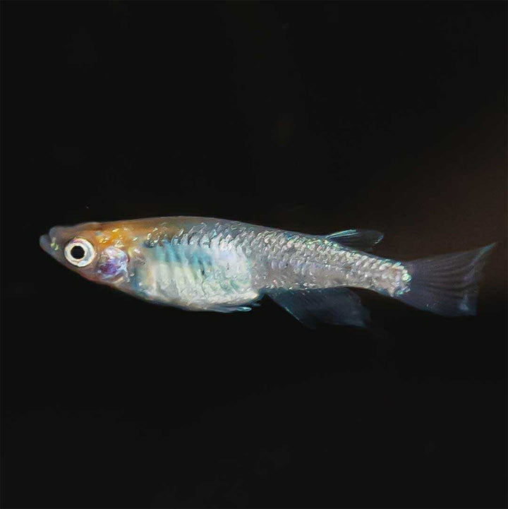 メダカ | 忘却の翼ラメメダカ成魚ペア - アクアリウム用厳選種