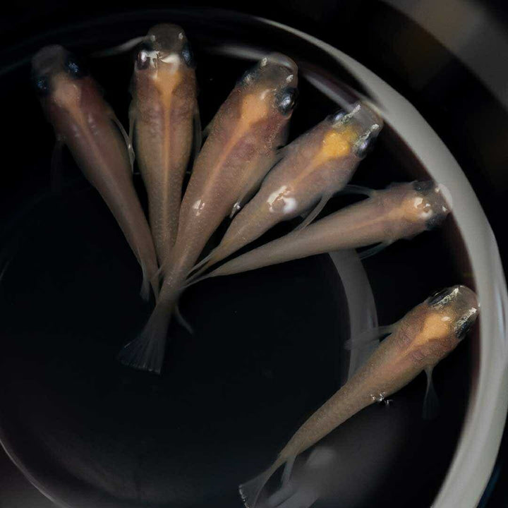 メダカ | メダカ 出目パンダ ダルマ 成魚ペア - アクアリウム用観賞魚