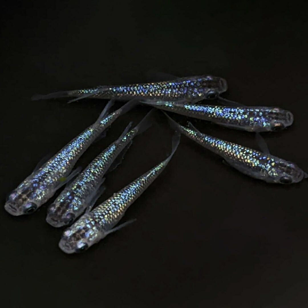 メダカ | サファイアメダカ成魚ペア【背びれあり】+保証付き