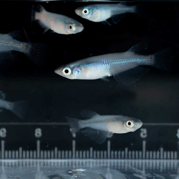 メダカ | マリンブルーメダカ 成魚ペアセット + 保証付き