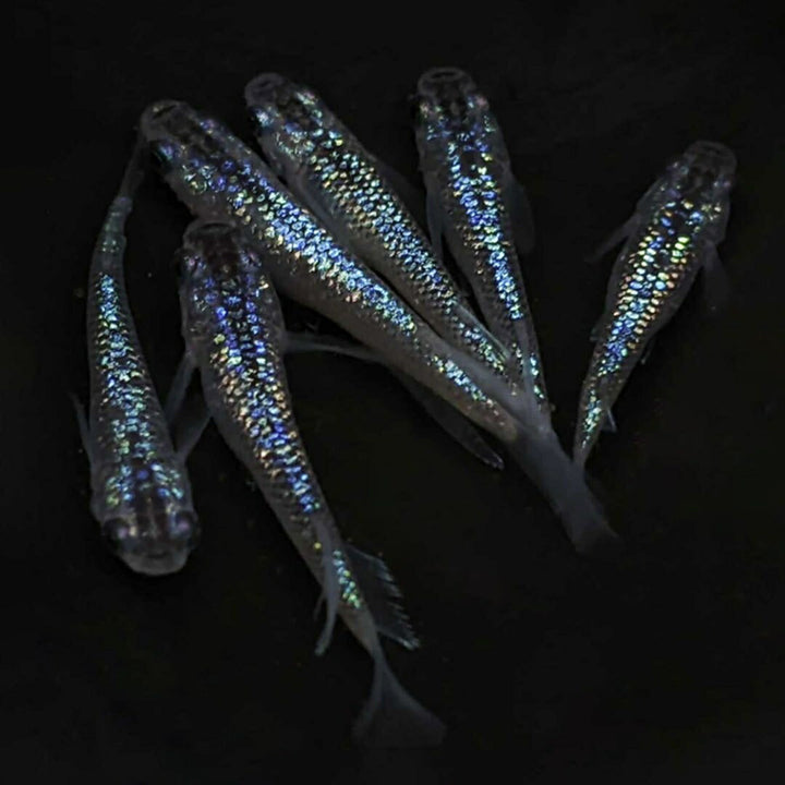 メダカ | サファイアメダカ成魚2ペア【背びれあり】+保証1匹