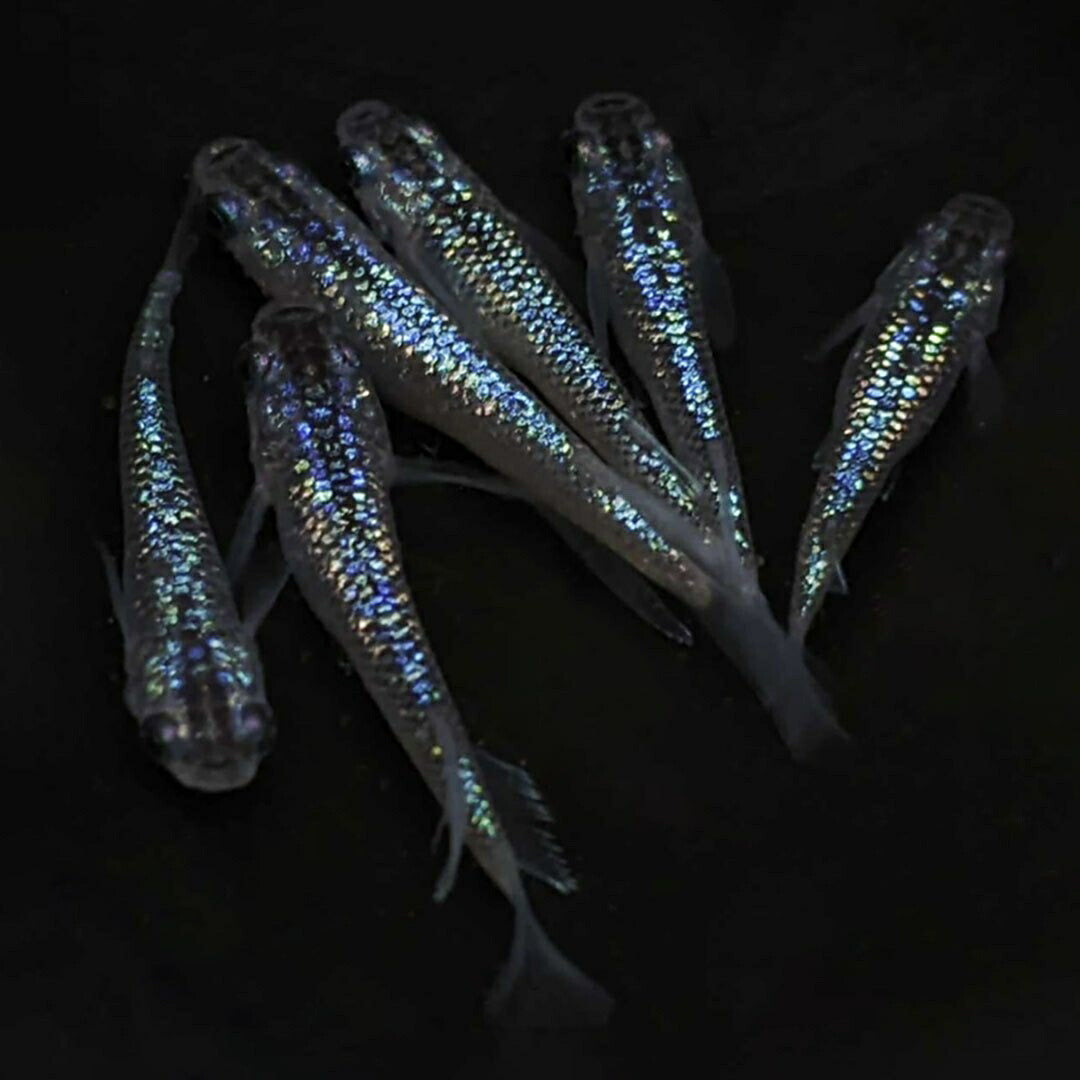 メダカ | サファイアメダカ成魚4ペアセット【背びれあり・黒ラメ】