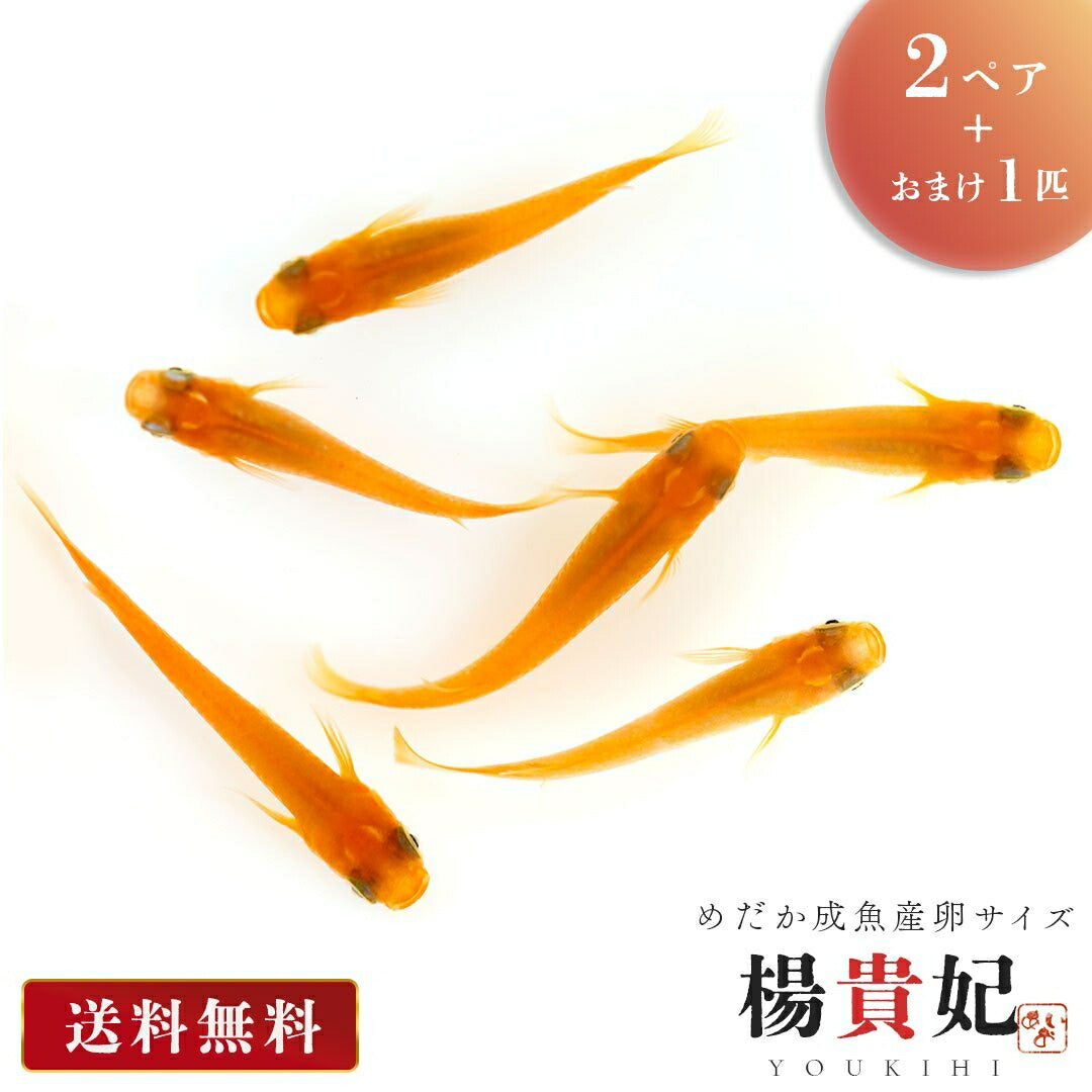 メダカ | 楊貴妃メダカ 産卵サイズ2ペア+保証1匹セット