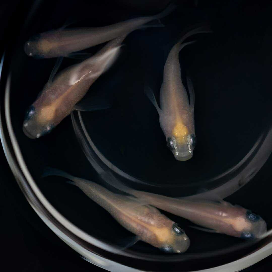 メダカ | メダカ 出目パンダ ダルマ 成魚ペア - アクアリウム用観賞魚