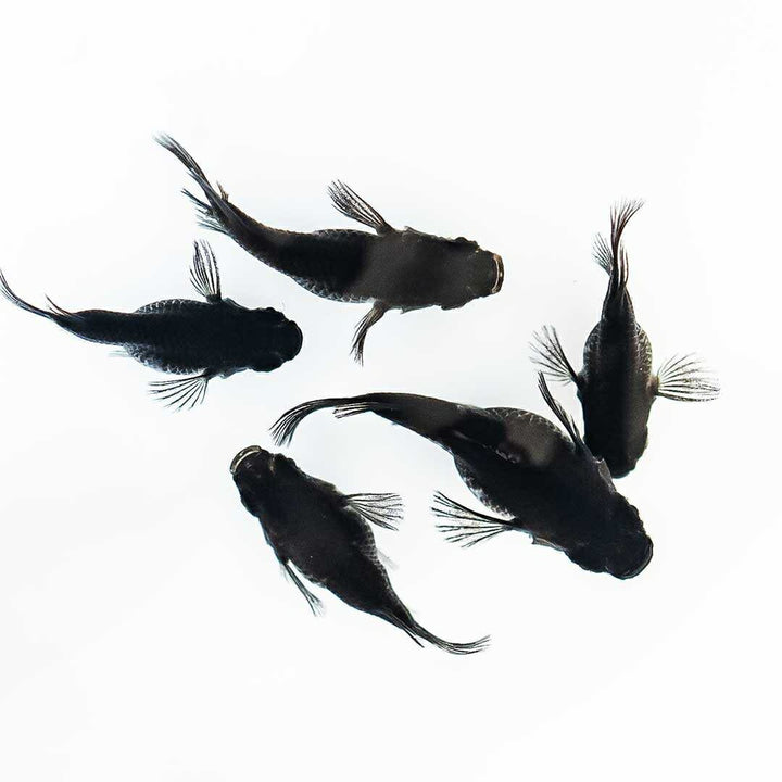 メダカ | オロチダルマメダカ成魚ペア - 産卵サイズの観察・繁殖用