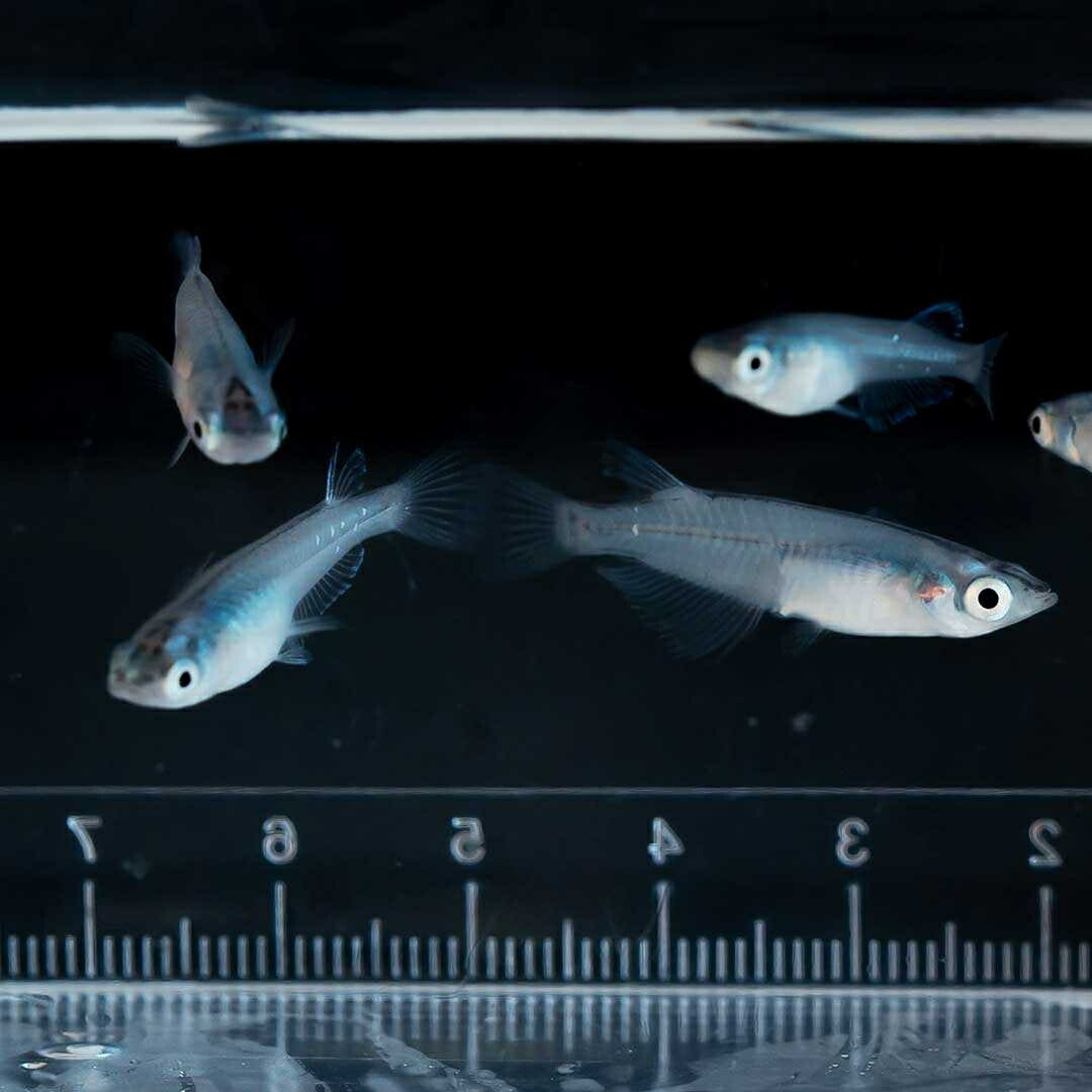 メダカ | マリンブルーメダカ 成魚ペア+保証付き | アクアリウム用観賞魚