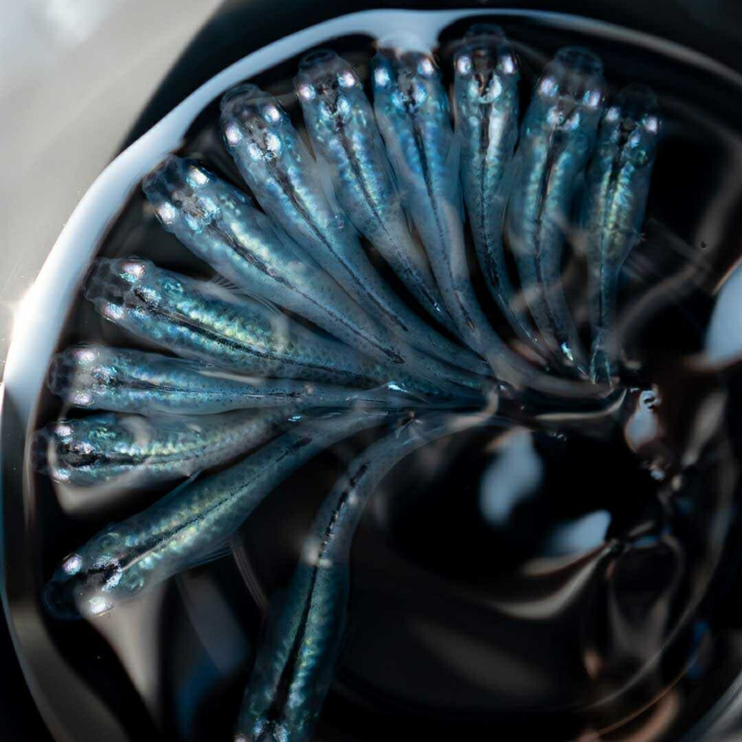 メダカ | マリンブルーメダカ 成魚ペア+保証付き | アクアリウム用観賞魚