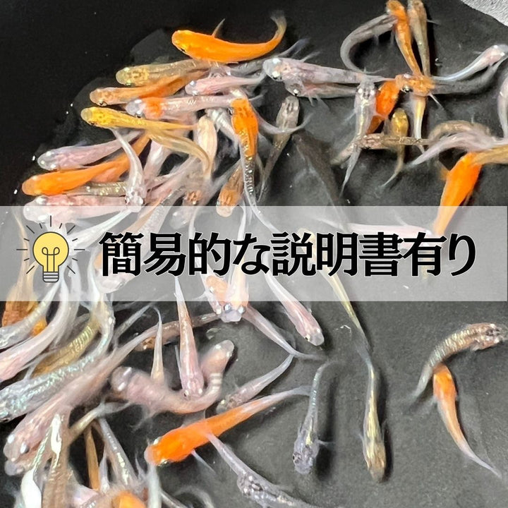 メダカ | メダカ ランダムMIX 100匹+20匹保証 アクアリウム用
