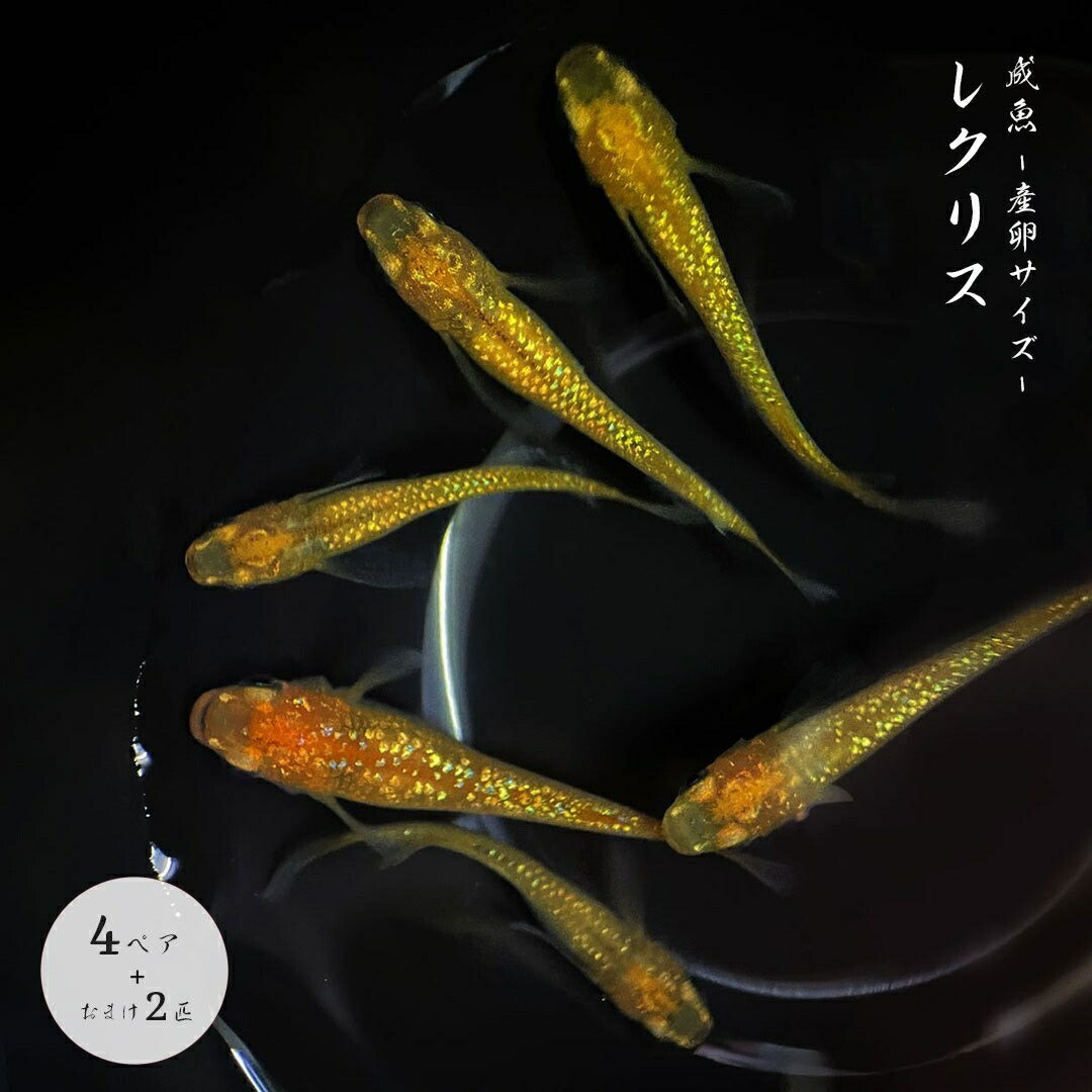 メダカ | メダカ レクリス 成魚 4ペア+保証2匹 - アクアリウム用