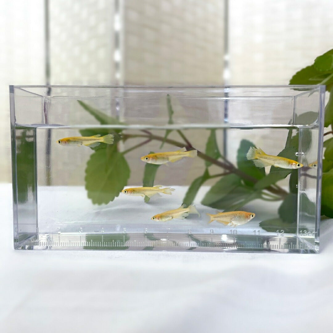 メダカ | メダカ レクリス 成魚 4ペア+保証2匹 - アクアリウム用