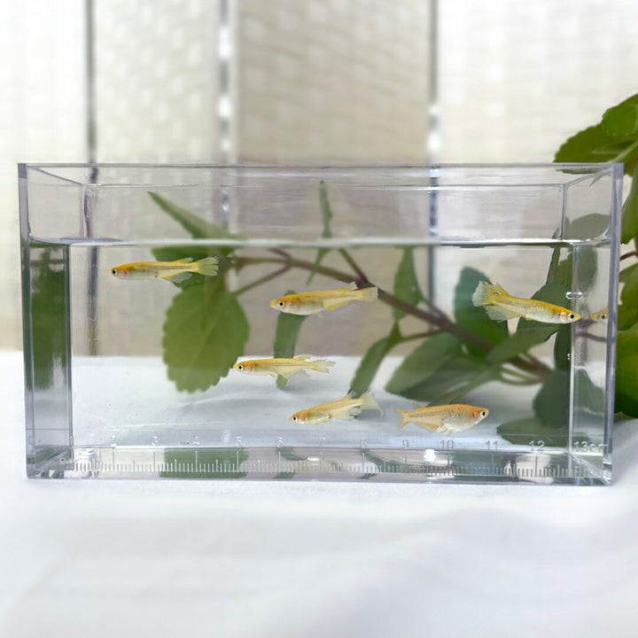 メダカ | メダカ レクリス 成魚 4ペア+保証2匹 - アクアリウム用