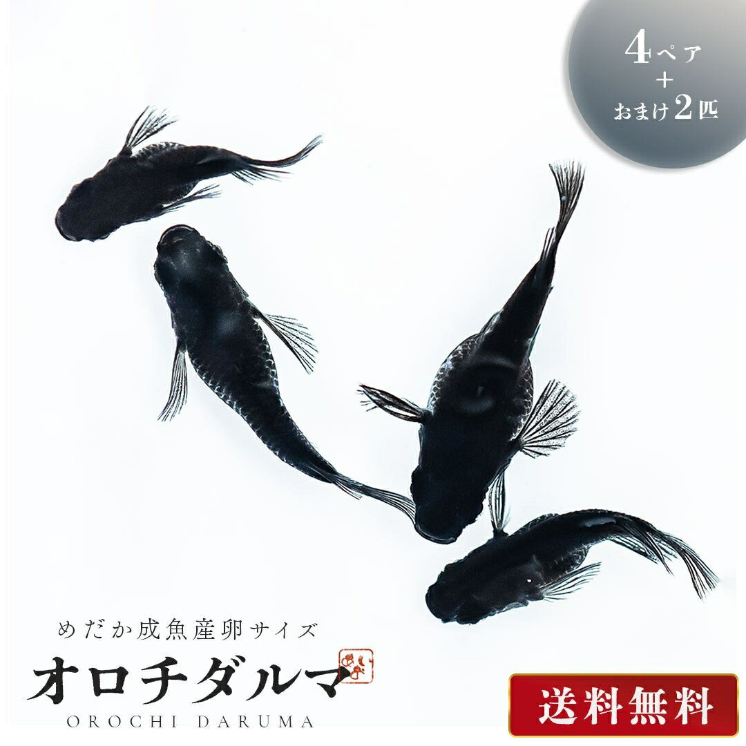 メダカ | オロチダルマメダカ成魚ペア - 産卵サイズの観察・繁殖用