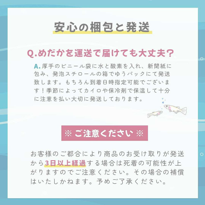 メダカ | オロチダルマメダカ成魚ペア - 産卵サイズ＋保証付き