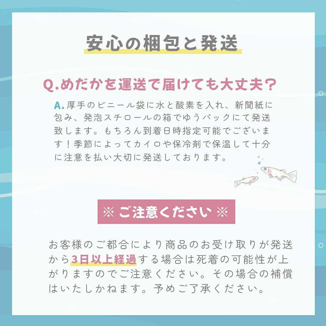 メダカ | オロチダルマメダカ成魚ペア - 産卵サイズの観察・繁殖用
