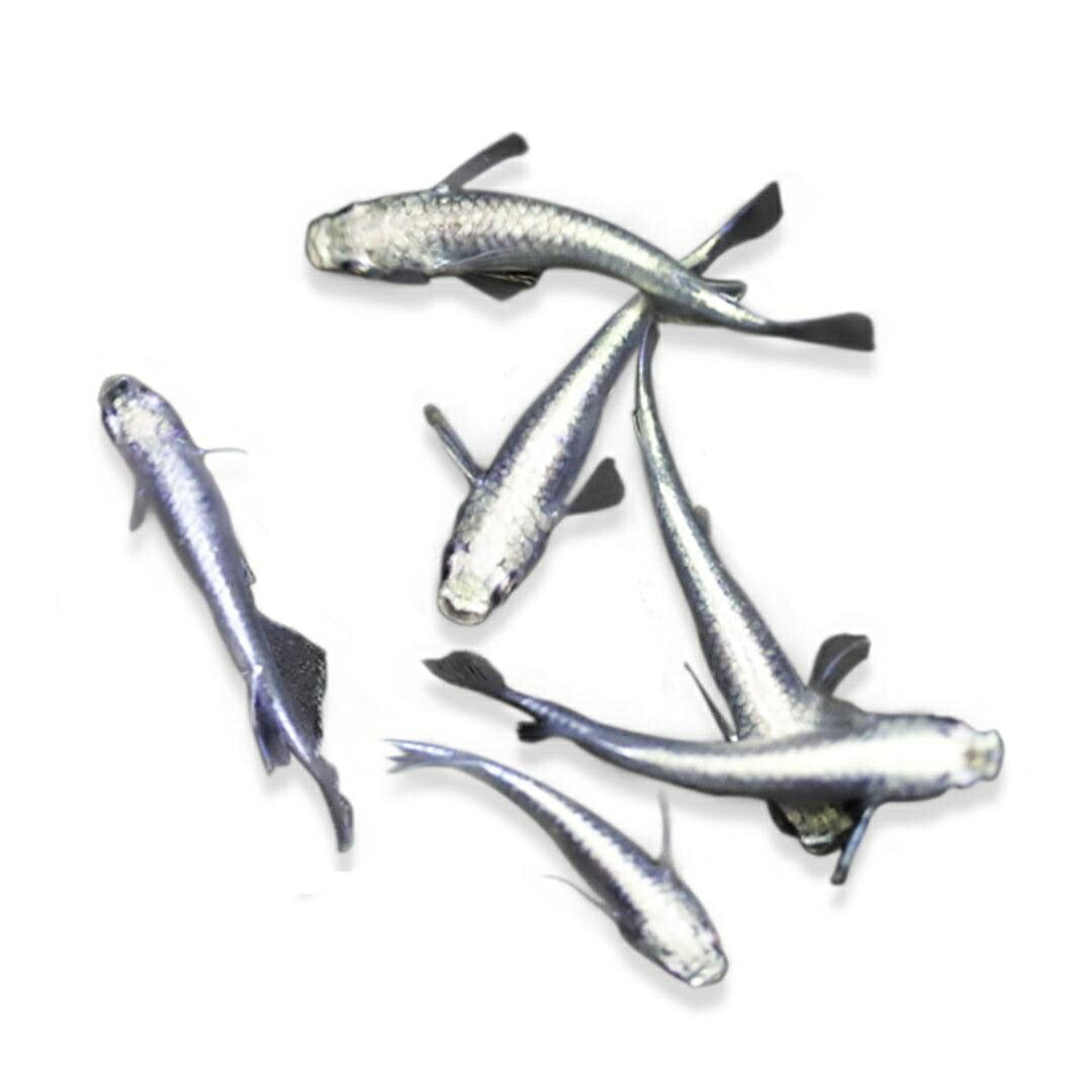 メダカ | 極龍メダカ成魚ペアセット - 産卵サイズ・ヒレ長・メタリック