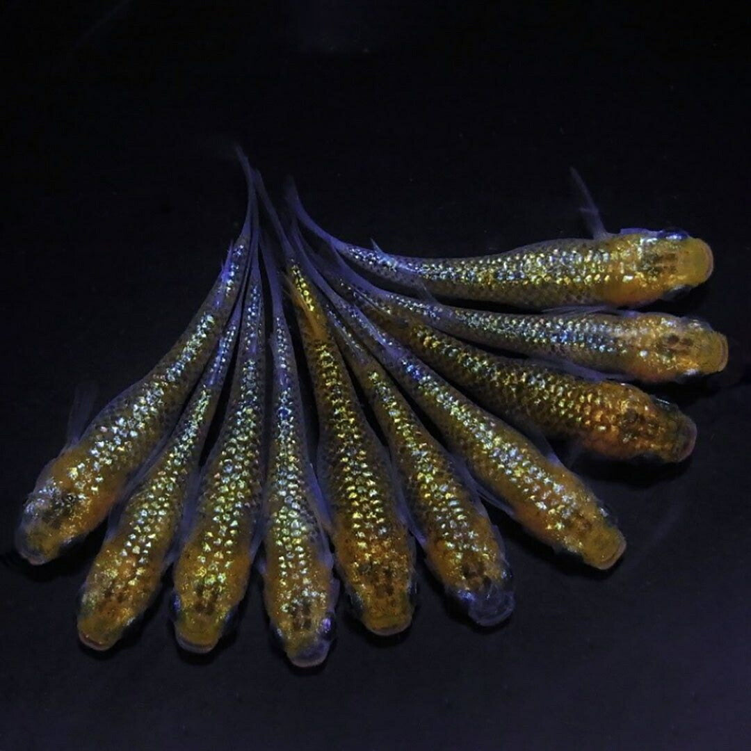 メダカ | ユリシスメダカ稚魚10+5個セット アクアリウム用厳選種