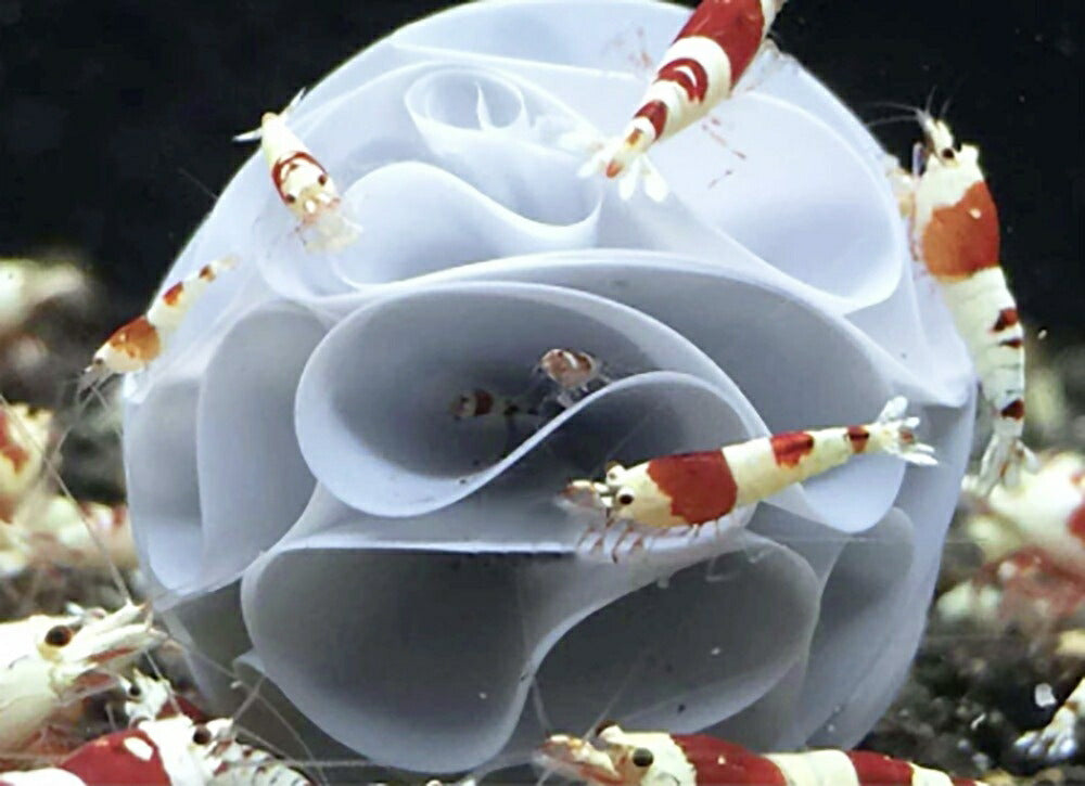 ペットグッズ | ミナミヌマエビ・ヤマトヌマエビ用産卵繁殖セット10個