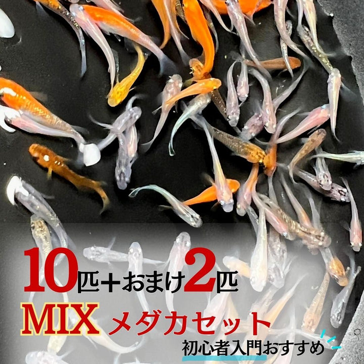 メダカ | メダカ ランダムMIX 12匹セット - 観察・飼育用