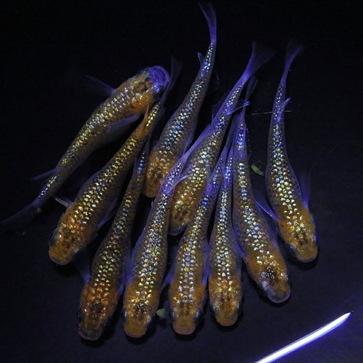 メダカ | ユリシスメダカ成魚ペア - 産卵サイズ保証付き