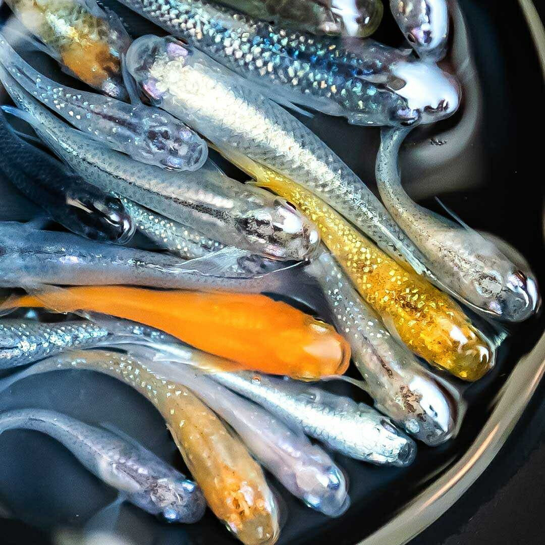メダカ | メダカ稚魚ミックスセット10個+おまけ5個 - アクアリウム用厳選種