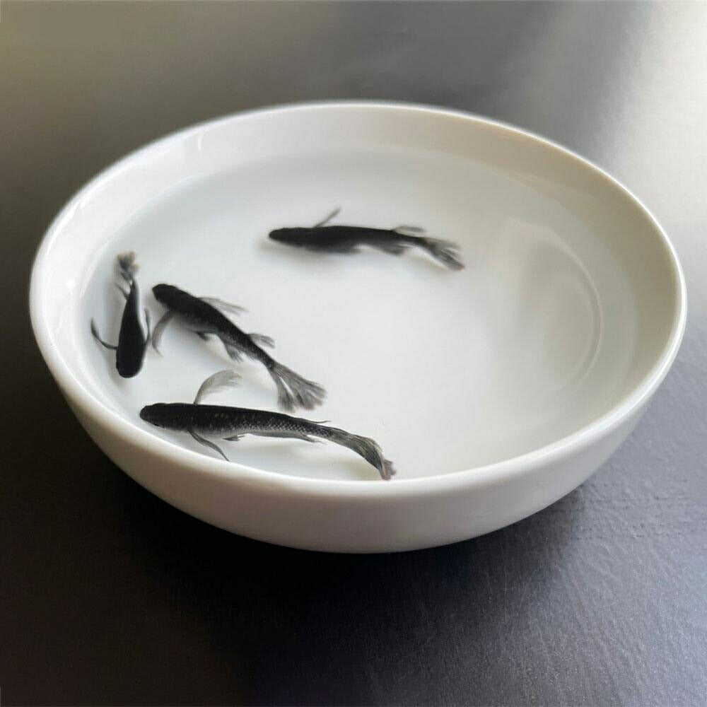 メダカ | ブラックダイヤロングフィンメダカ 成魚ペアセット 松井×オロチ交配