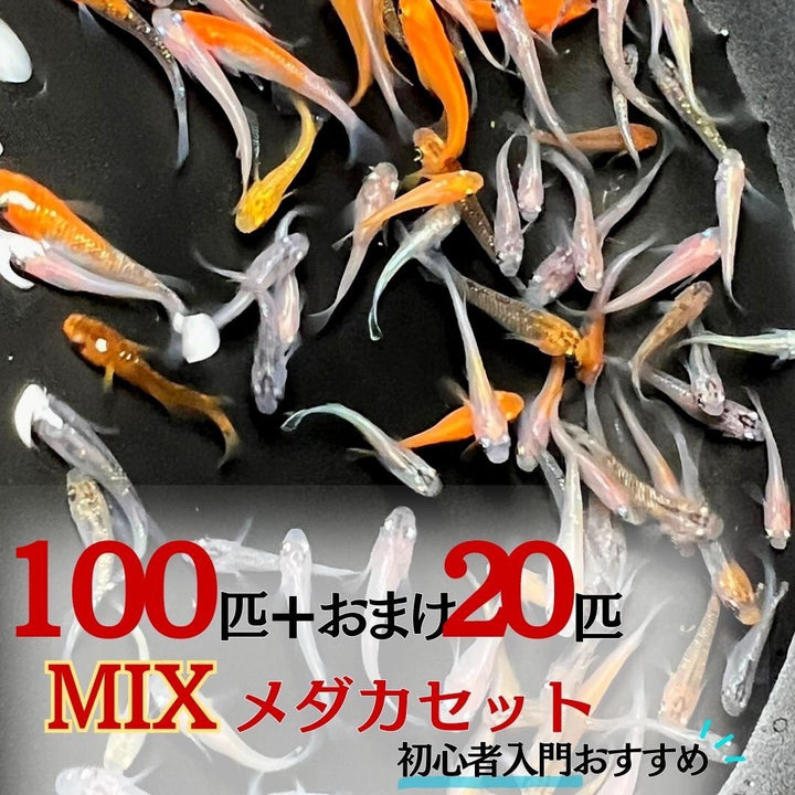 メダカ | メダカ ランダムMIX 100匹+20匹保証 アクアリウム用