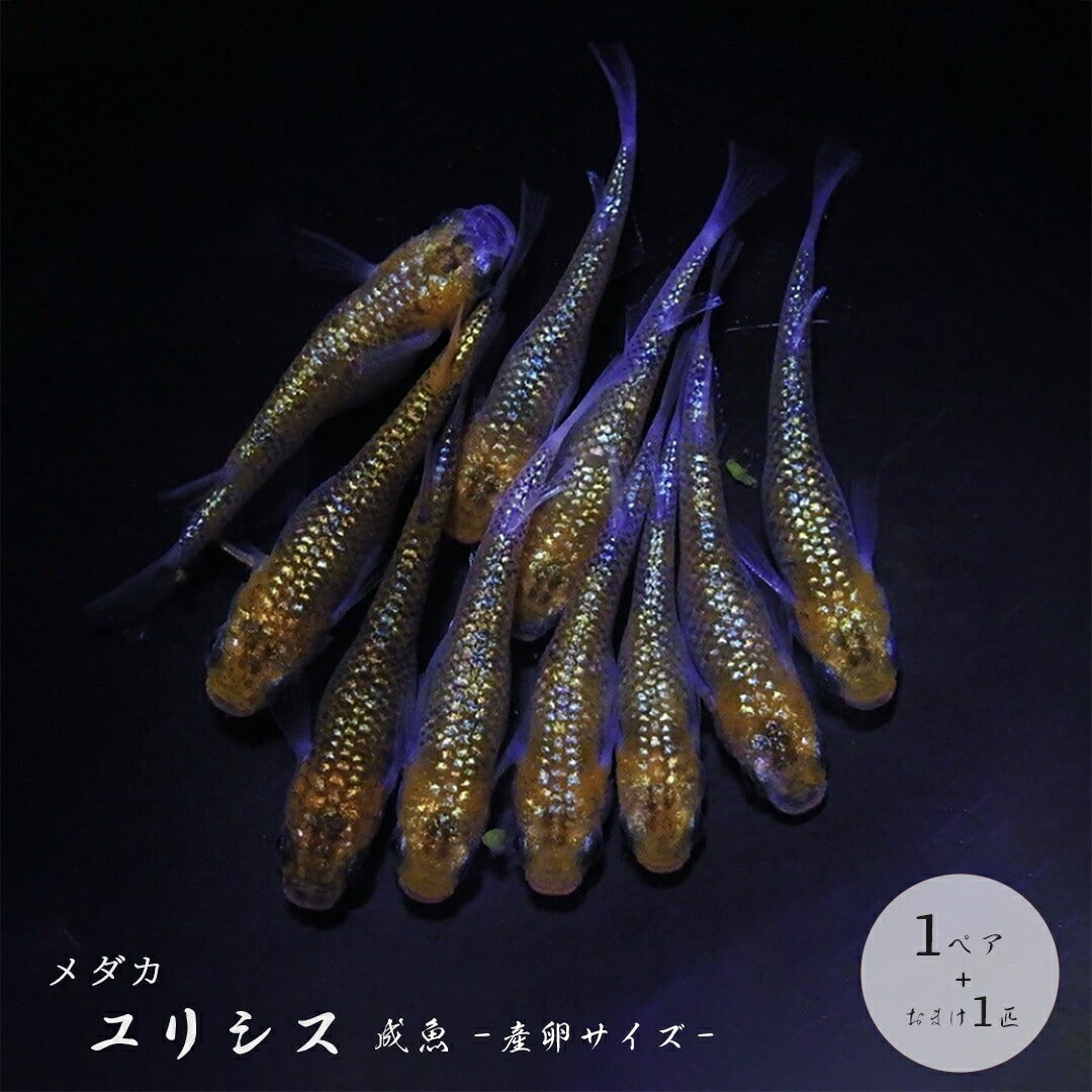 メダカ | ユリシスメダカ 成魚ペア+保証付き アクアリウム用