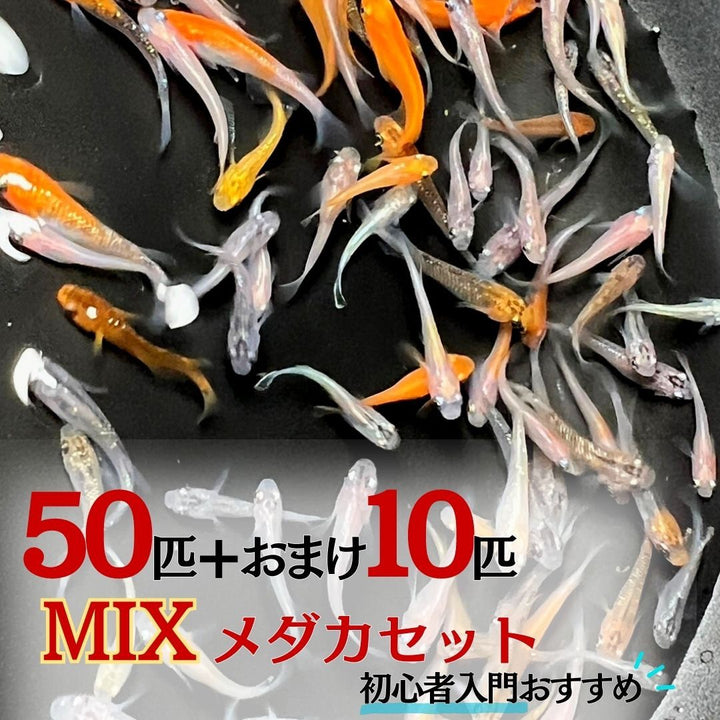 メダカ | メダカ ランダムMIX 60匹セット - 観察・飼育用