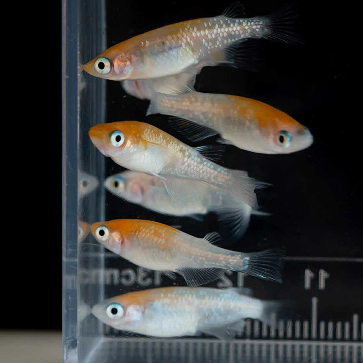 メダカ | 凛華紅白ラメメダカ 2ペア成魚セット +保証付き