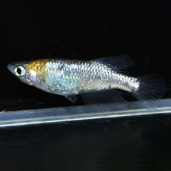 メダカ | メダカ稚魚セット 10+5個 アクアリウム用