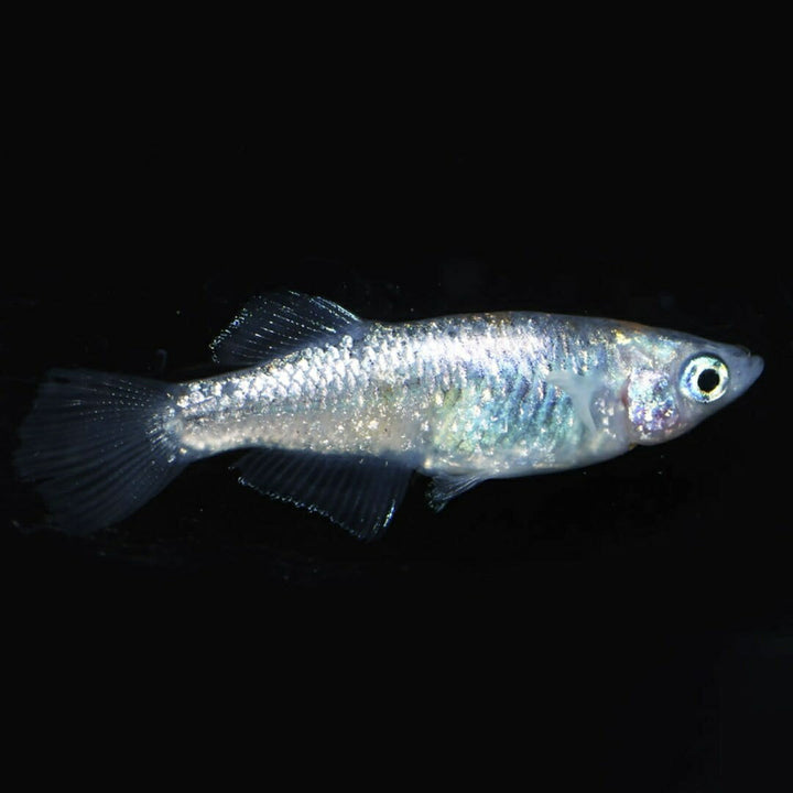 メダカ | メダカ稚魚セット 10+5個 アクアリウム用